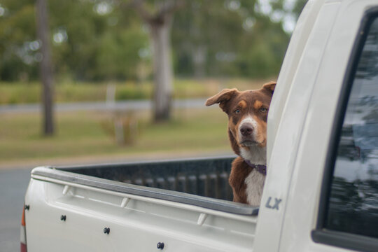 dog waiting on the back of a Utility Vehicle (Ute), Australia