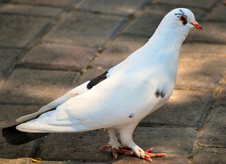 Palomas,habitantes fujjos de nuestras plazas y parques.