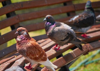 Palomas,habitantes fujjos de nuestras plazas y parques.