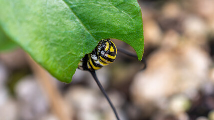 Close up of Monarch caterpillar face munching 9n a milkweed leaf