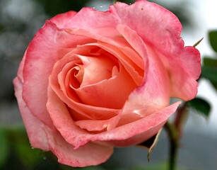 Flores temprano en la ma&ntilde;ana,rocio,olores y colores.