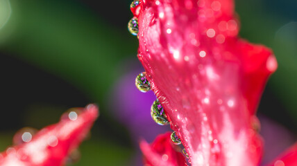 Purple ground orchid sern in water drop refraction on a red flower petal