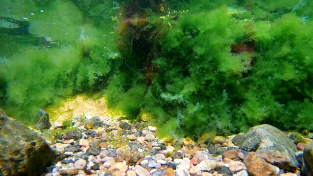 breaking wave splash make air bubble, torn algal mess, oxygen rich saltwater surface reflection, gravel covered in green algae, Black Sea low salinity biotope, supralittoral zone underwater snorkel