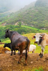 Unas vacas disfrutando del freco aire de las montañas.