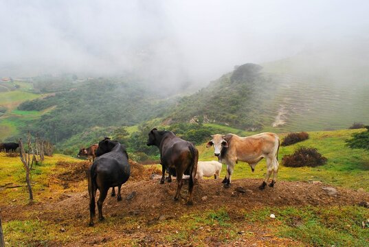 Unas vacas disfrutando del freco aire de las monta&ntilde;as.