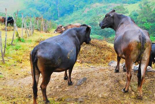 Unas vacas disfrutando del freco aire de las monta&ntilde;as.