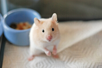 Cream colored Golden Hamster