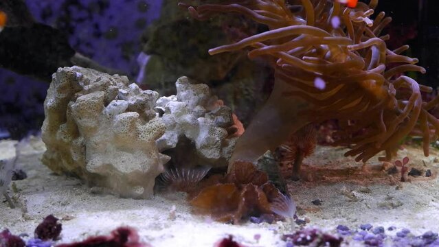 bubble tip anemone move tentacles, oral disc and hunt for food, ocellaris clownfish swim in strong water flow, live rock stone in reef marine aquarium, expensive hobby for aquarist, LED low light