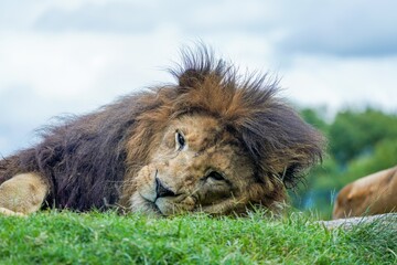 のんびりくつろぐオスのライオン