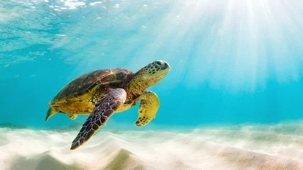 Fotobehang sea turtle on the beach © lahcen