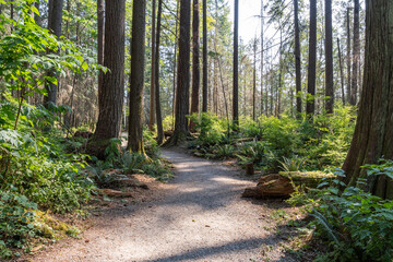 Obraz premium summer forest road in the Canadian park with green trees