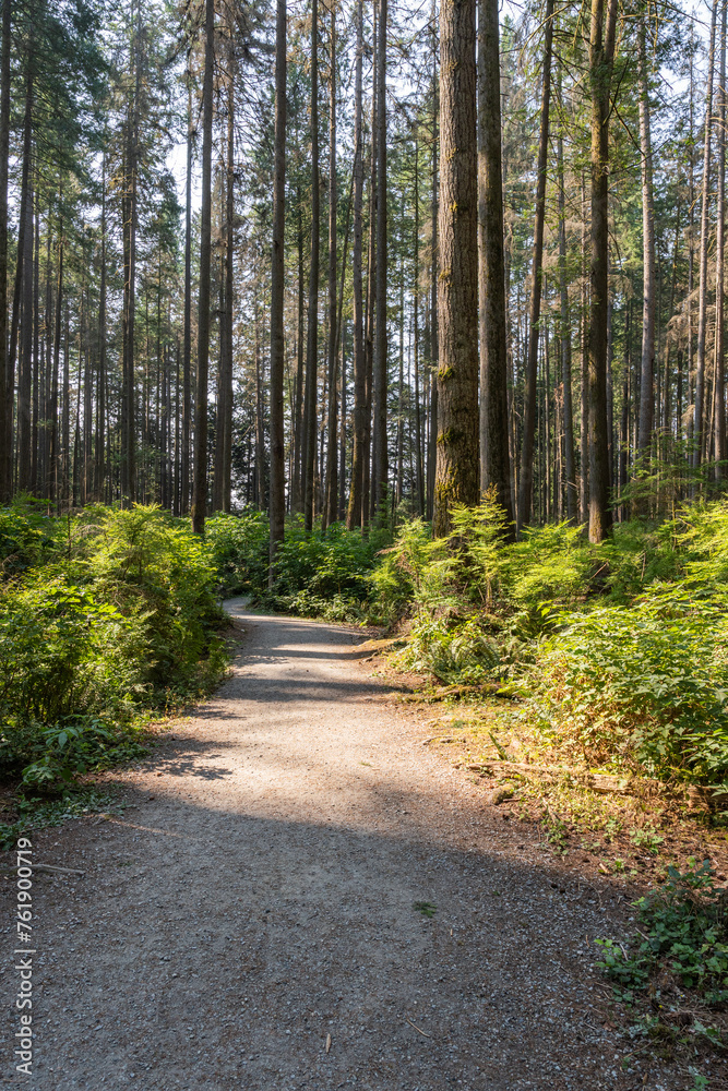 Wall mural summer forest road in the Canadian park with green trees