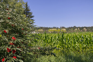 A Corn Field in the Summer