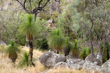 Queensland's bushland thrives with the majestic presence of grass trees, iconic symbols of resilience and ancient beauty.