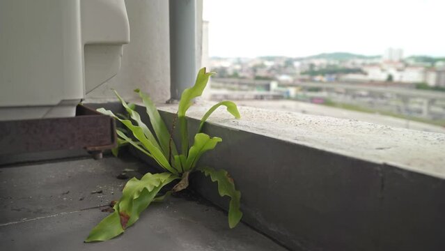 Close-up view of the wild plant grow at the balcony.
