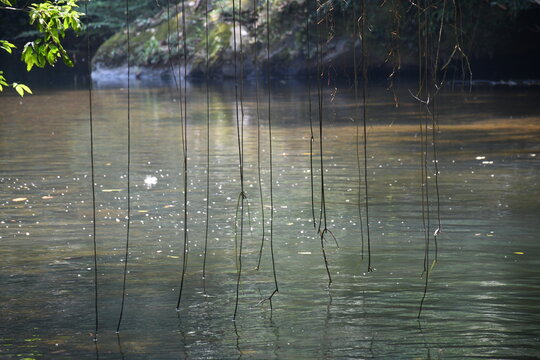Lianas sobre r&iacute;o 