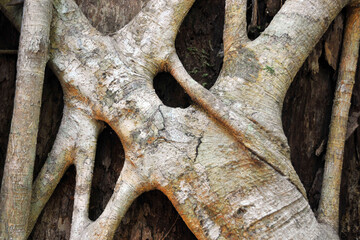 Tree details in the tropical rainforest of Queensland, Australia