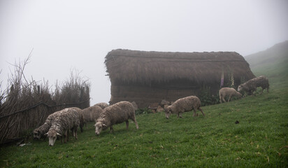 sheep and lambs next to mud hut