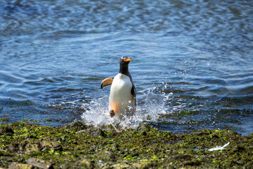 A Gentoo Penguin (pygoscelis papua) returning to feed its young.	