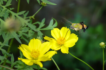 ホウジャクがホバリングしながらキバナコスモスの蜜を吸う