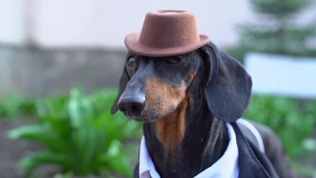 Elegant dog in hat, mafia boss, sleek, curious arranger carefully sniffs out information, runs away Arrogant spoiled dachshund on walk Retro costume party, bootlegger fashion clothes, pet accessories