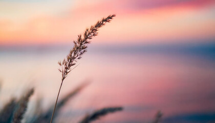 grass stem by serene sea at sunset with watercolor backdrop