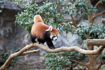 Adorable Red Panda