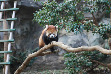 Adorable Red Panda