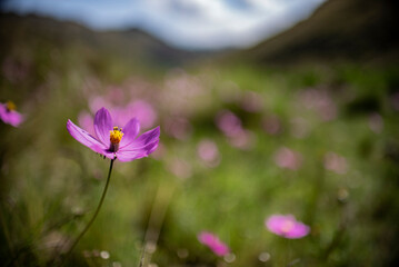 Obraz na płótnie Canvas Close up of purple flower with a blurred background.