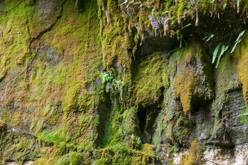 Moss Garden, Carnarvon Gorge, Queensland, Australia