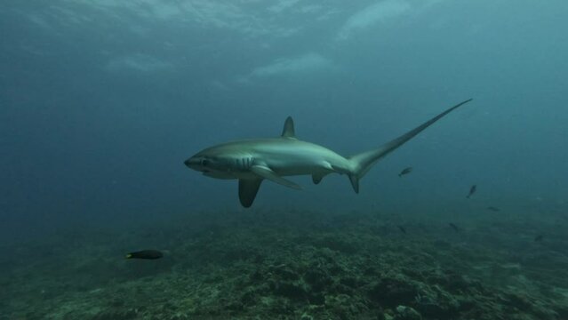 Thresher shark super close up moving eye while approaching camera