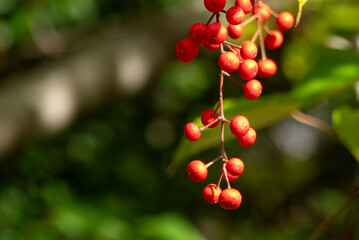 秋の公園に実ったイイギリの実