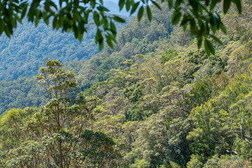 hiking the Waterfall Circuit in Springbrook National Park, South East Queensland, Australia