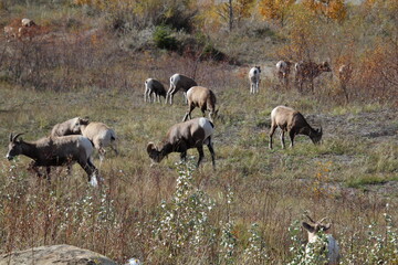herd of sheep in field, Jasper National Park, Alberta