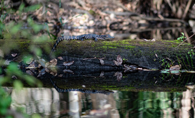 Alligator on a log