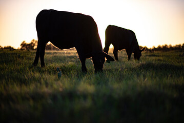 cows grazing in a field at sunset