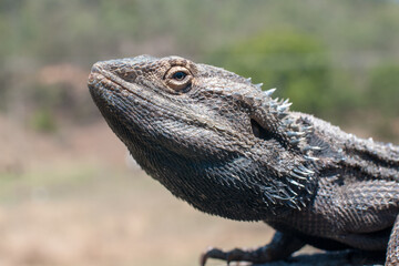 A close-up of a majestic Bearded Dragon from Queensland, displaying textured scales and curious eyes.

