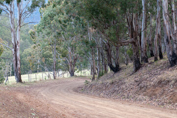 A country gravel road in rural Australia: Meandering through untamed bushland, bordered by native...
