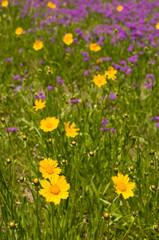 Spring meadow in South East Queensland, Australia