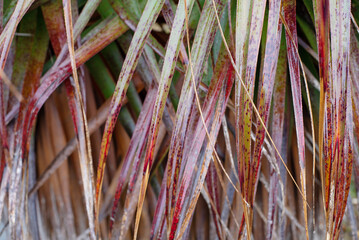 Close up detail of pandani or giant grass tree - 761918113