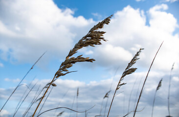 Obraz premium Grass blue sky