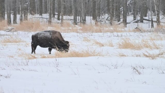 Wood bison, often called mountain bison, wood buffalo or mountain buffalo grazing and roaming in the winter snowfall on the northern plains, prairies and in the forest of Elk Island National Park. 4K