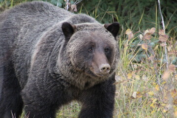 Grizzly Bear, Jasper National Park, Alberta