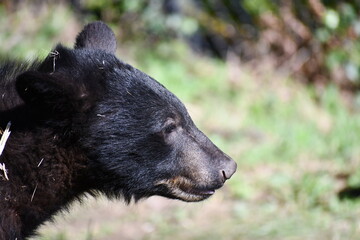 Black bear cub looking for food.