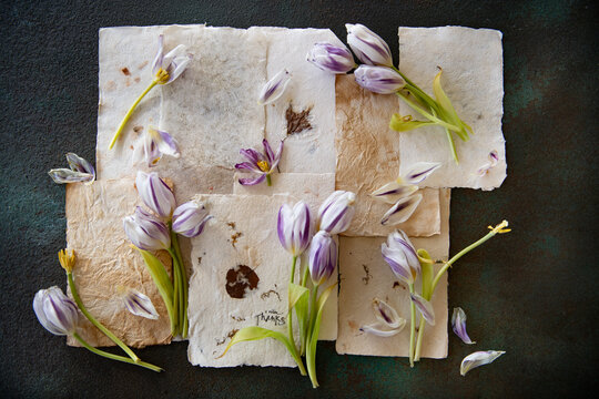Journal pages and tulips 