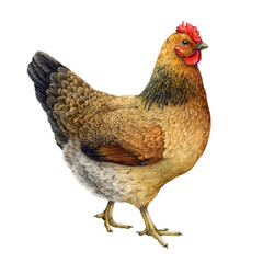 Hand drawn chicken farm bird watercolor illustration. Vintage style painted hen. Cute fluffy brown chicken countryside and village domestic bird.