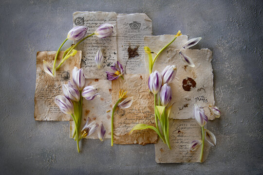 Journal pages and tulips 
