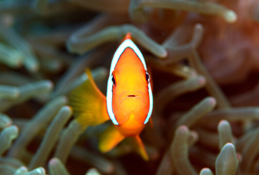 クマノミの顔面写真　Clownfish　anemone