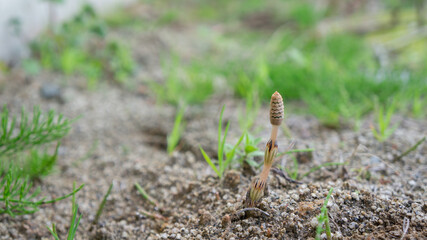 庭先に芽吹いたつくしんぼ
