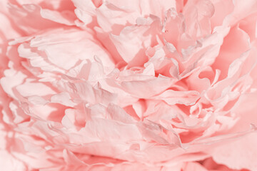 Rose color flower peony petals, close up macro nature background. Beautiful Holiday bloom backdrop....